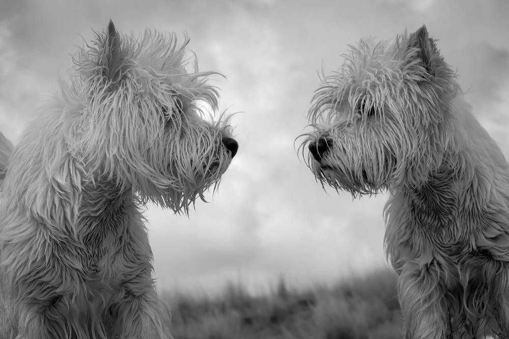 Фотография автора Юлия Воронова