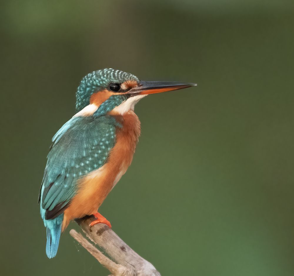 Sunset on kingfisher's eye
