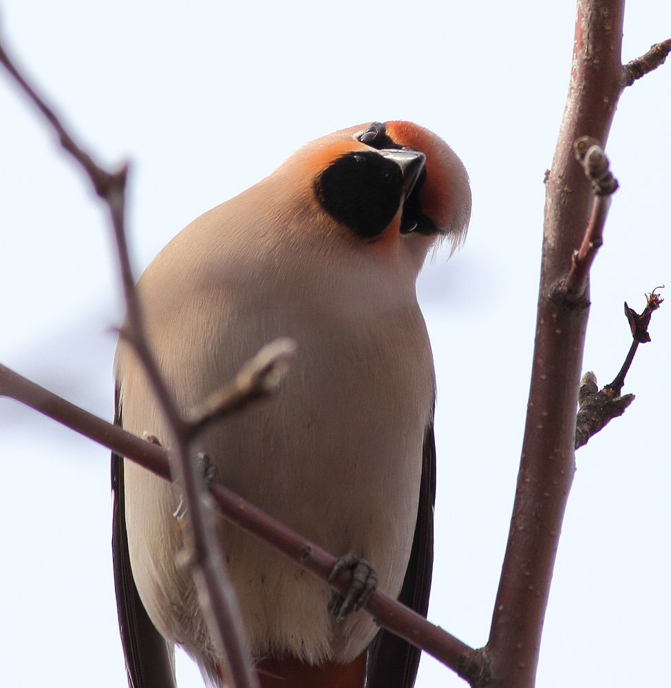 Photograph by Игорь Радионов