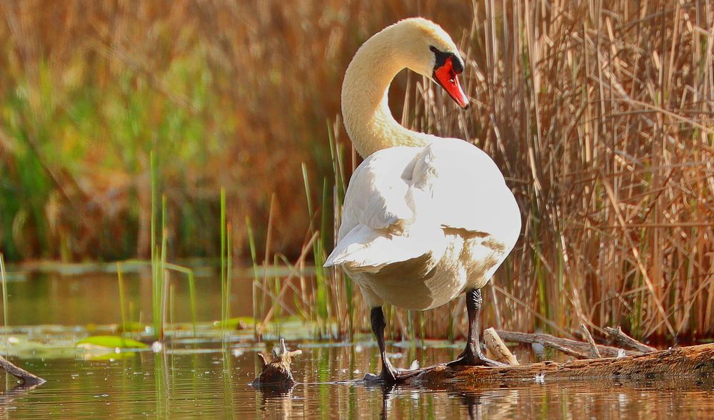 Photograph by Юлия Черкасова