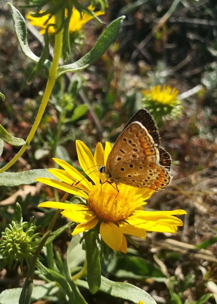 Фотография автора Olena Dyliurman