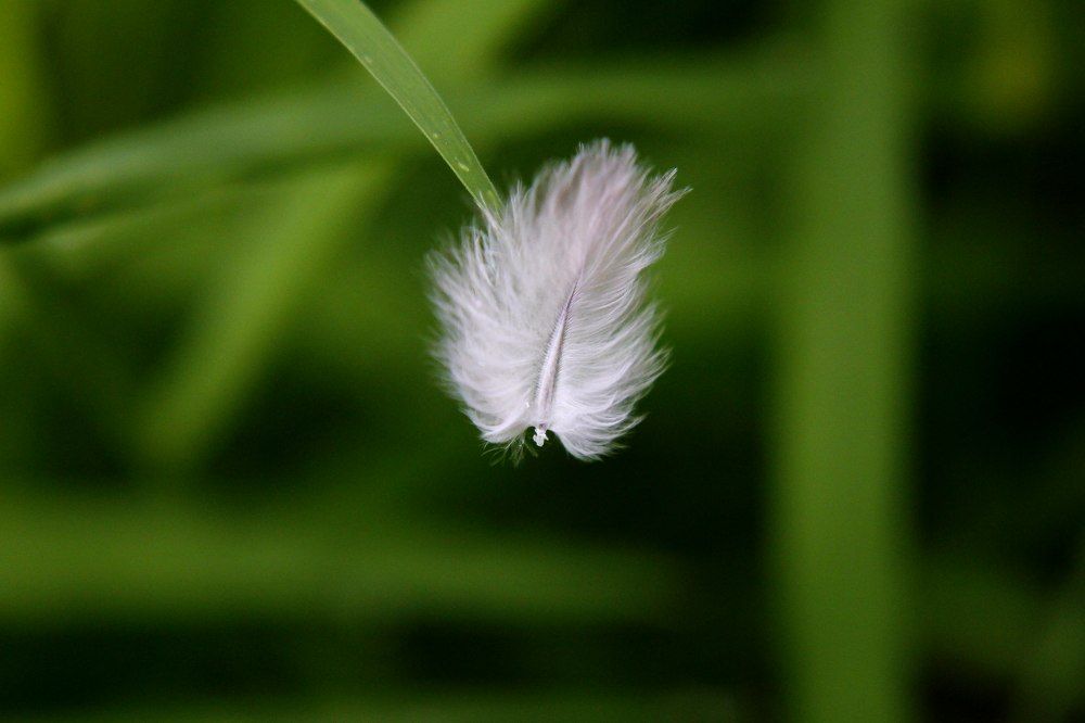 Photograph by An Tran Thanh