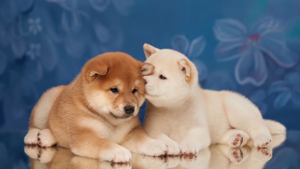 Photograph by Лана Полякова