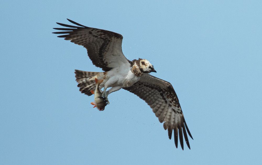 Удачная рыбалка