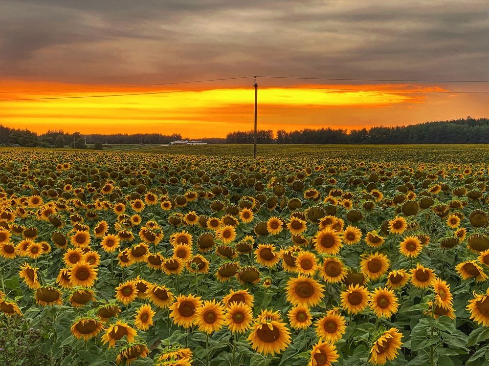 Photograph by Ольга Уласик