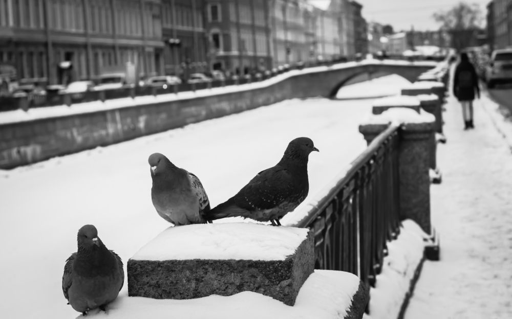 Photograph by Игорь Свет