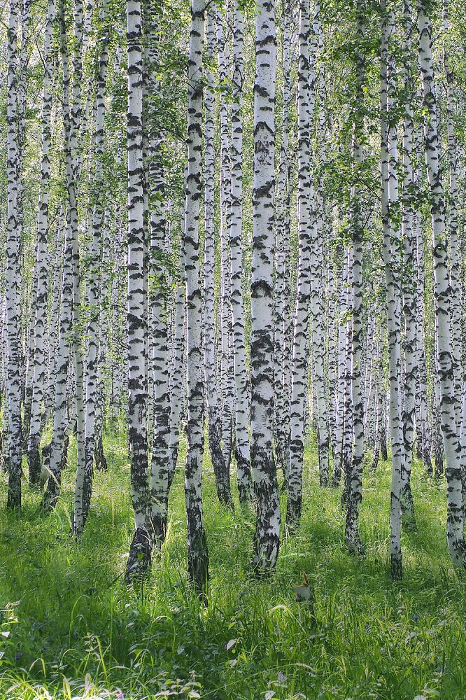 Photograph by Александр Баран