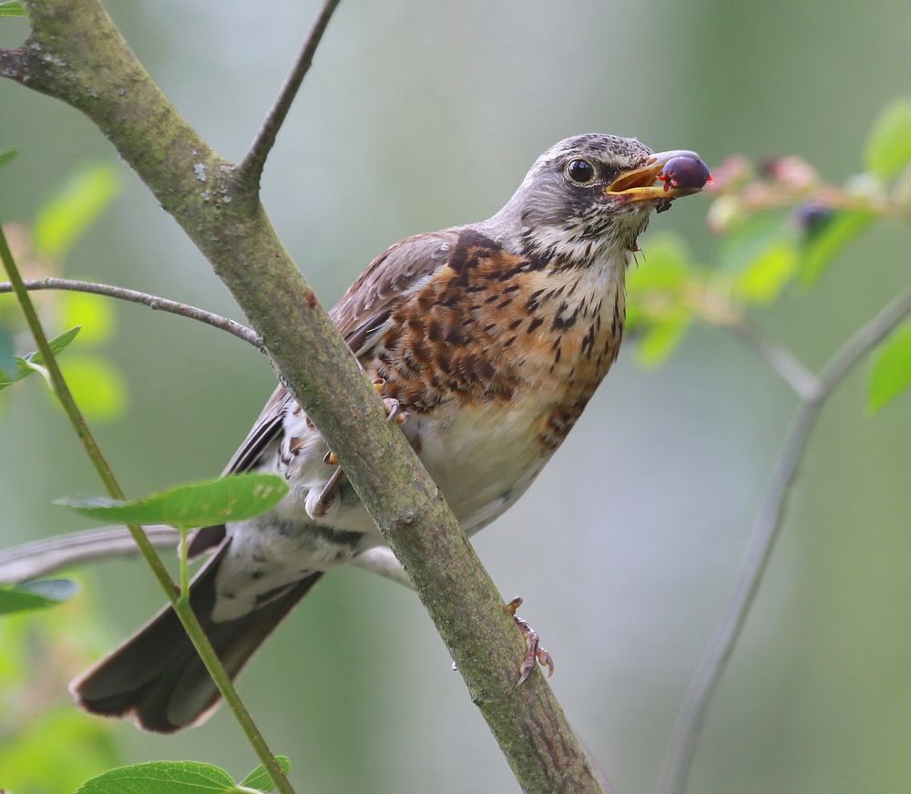 Photograph by Андрей Брагин