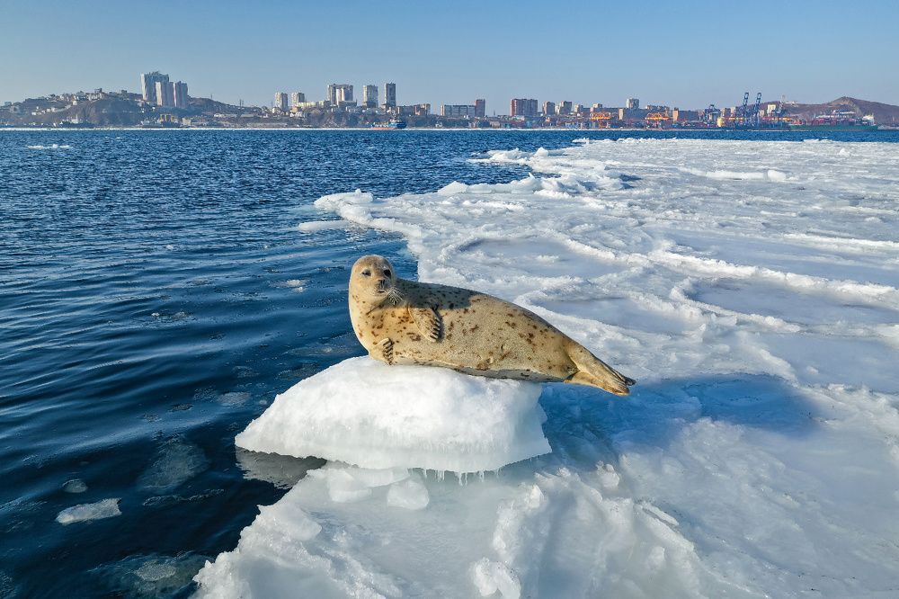 На посту / At the post