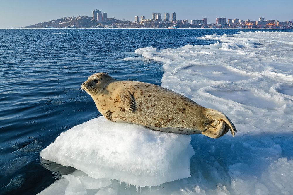 Сиеста / Siesta