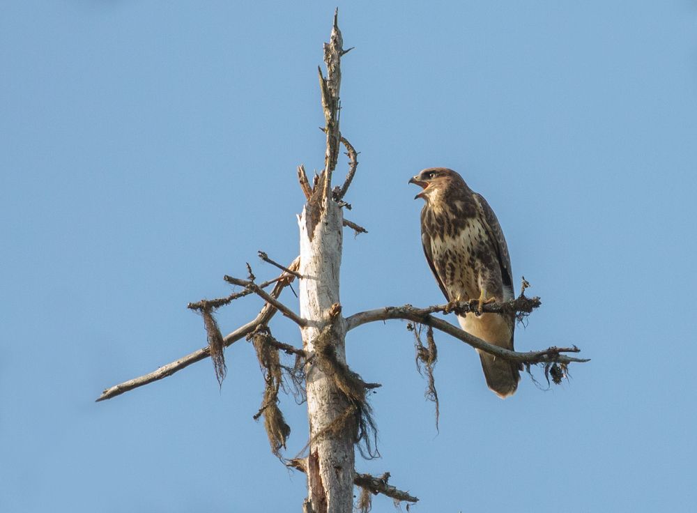 Боевой клич