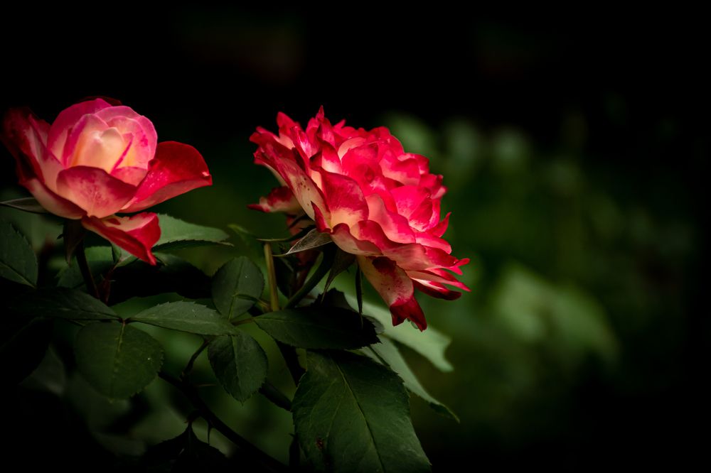 Photograph by Елена Прохорова