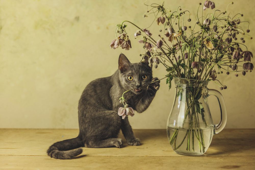 Photograph by Gabriela Ottova