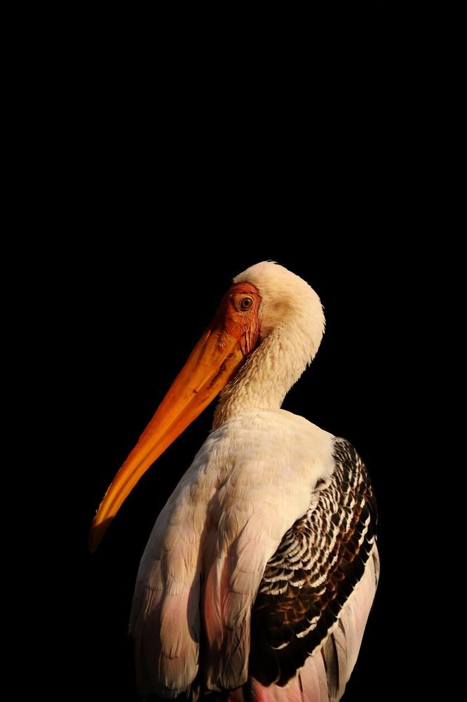 Painted stork