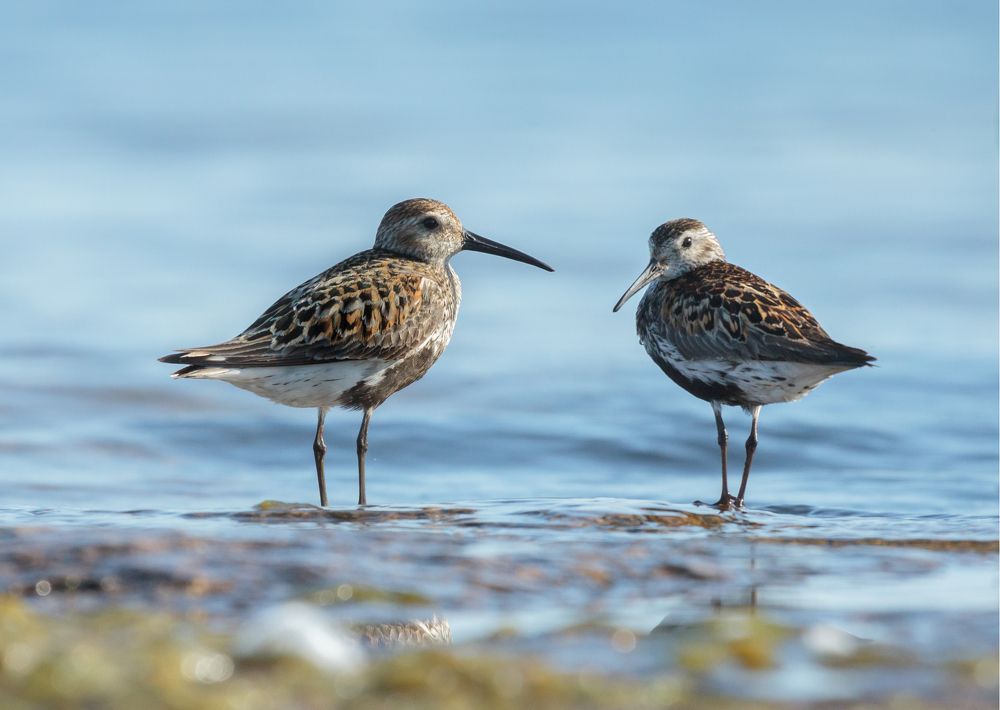 Photograph by Светлана Холодняк