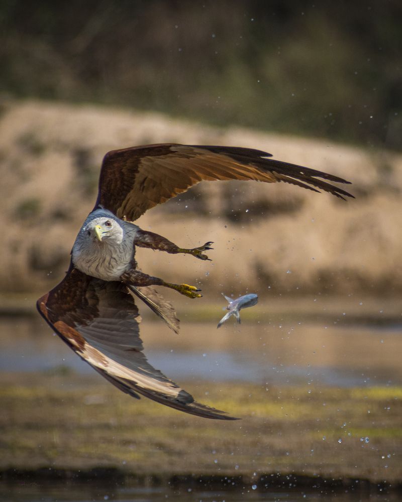 Photograph by Äddî Biswas