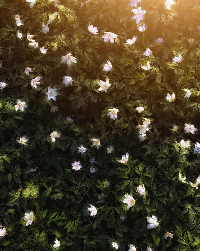 Photograph by Сергей Протасов