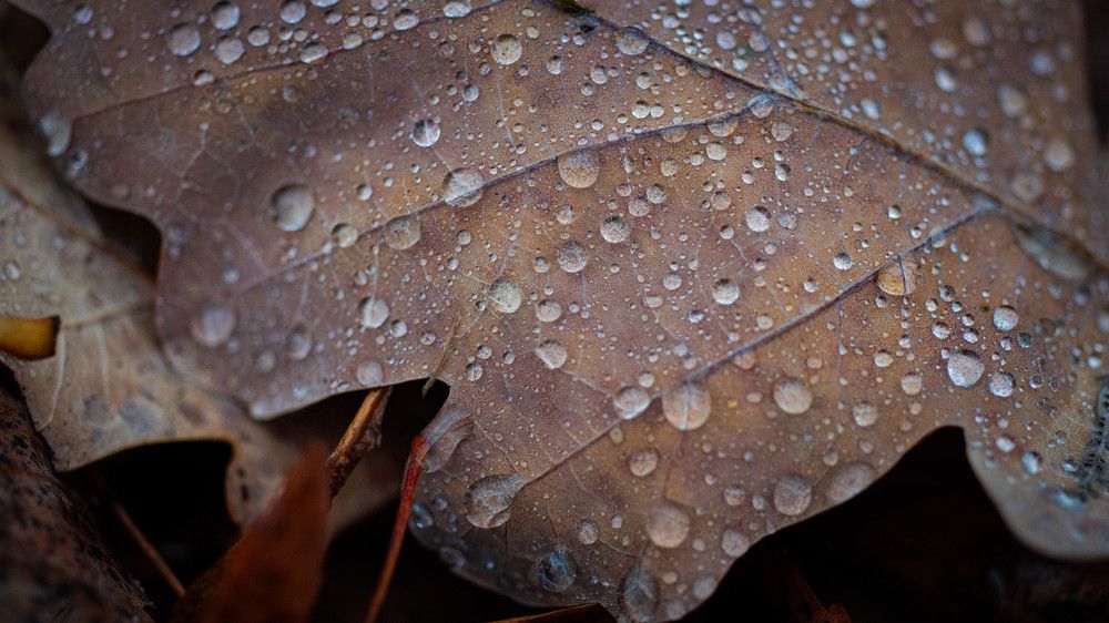 Photograph by Ирина Кошлюнова