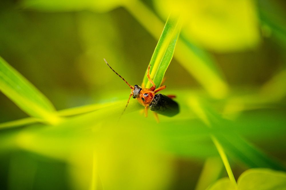 Photograph by Ирина Кошлюнова