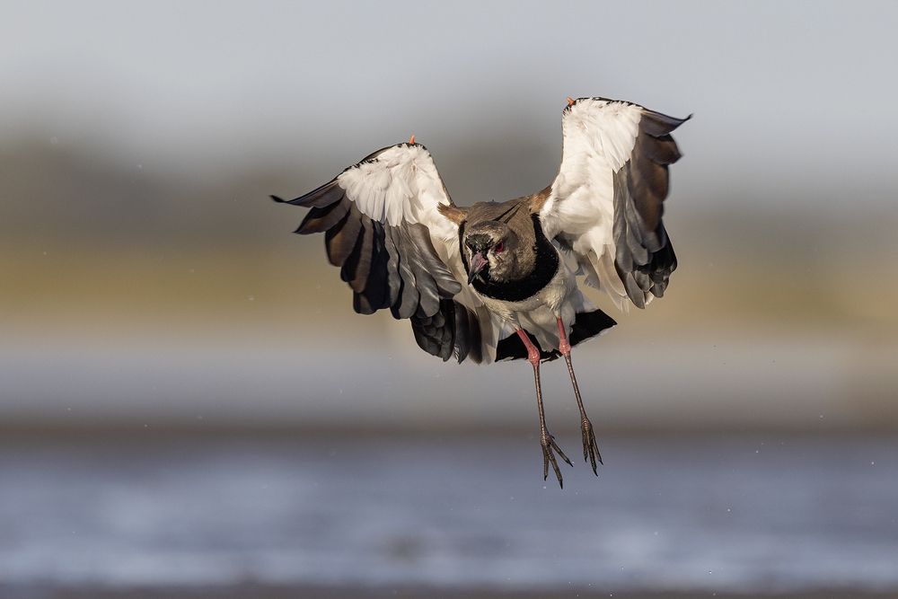 Photograph by Esteban Argerich