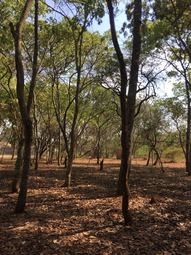 The woods