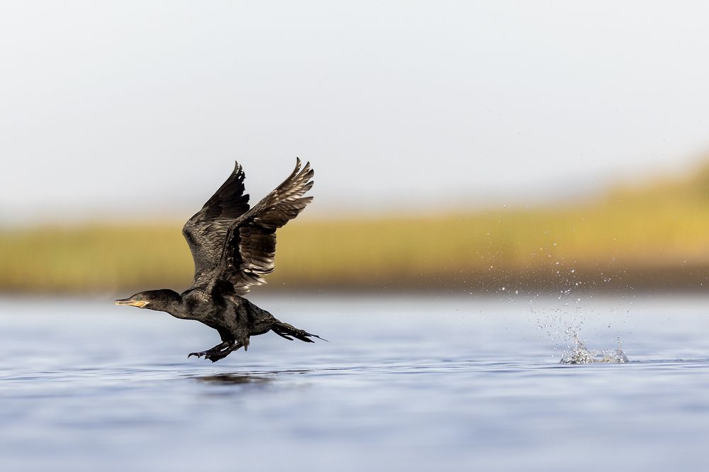 Photograph by Esteban Argerich