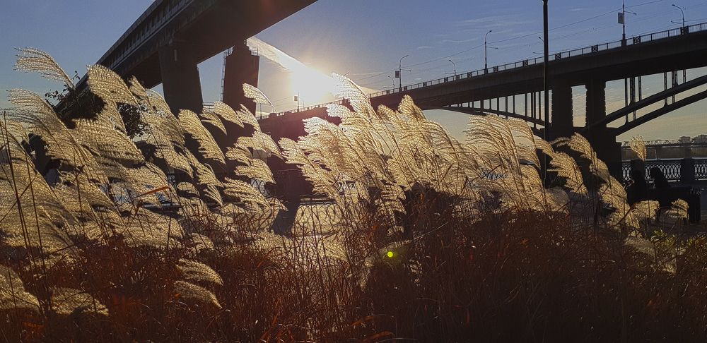 Золото осени (Autumn Gold)