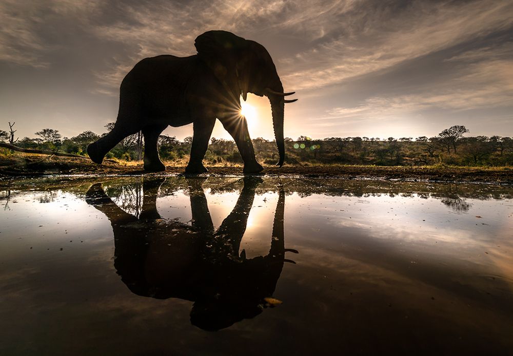 Elephant Sunrise