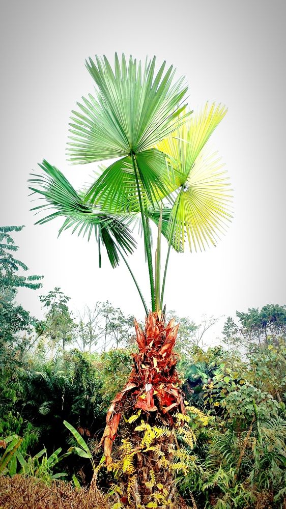 Go Green