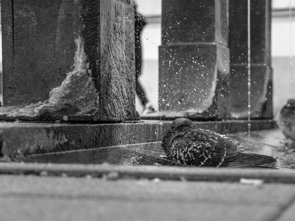 Photograph by Ash Amadian