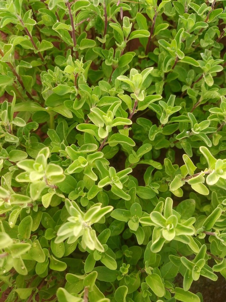 Photograph by maiga mamadou