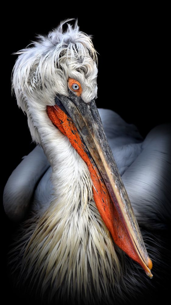 Dalmatian pelican (Pelecanus crispus) Кудрявый пеликан