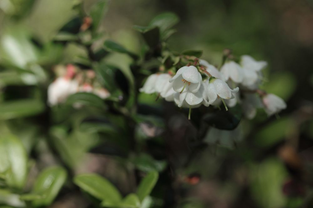 Photograph by Светлана Смирнова