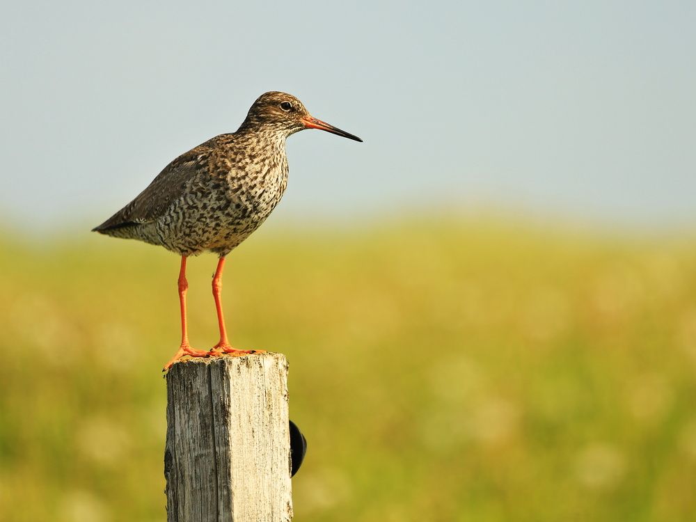 Photograph by Zdenek Janovsky