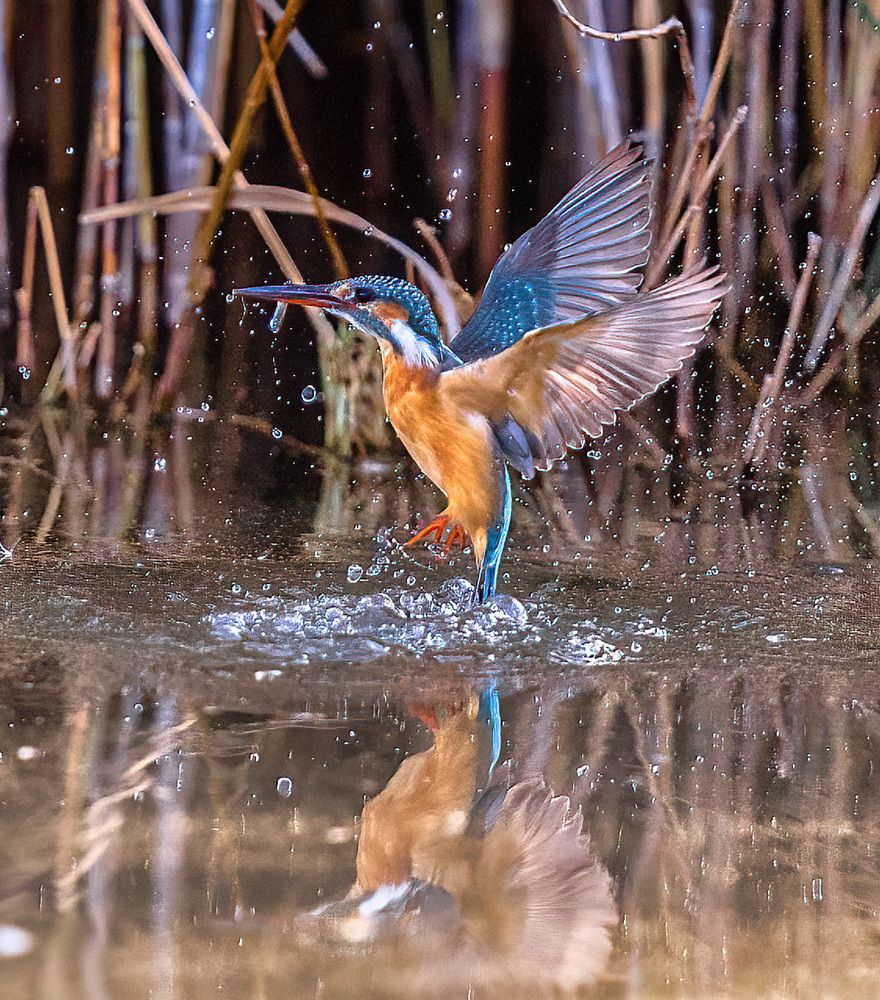 Photograph by solomon rajkumar rajasekaran