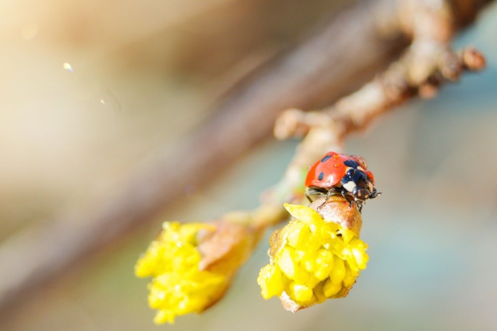 Photograph by Варвара Петросян