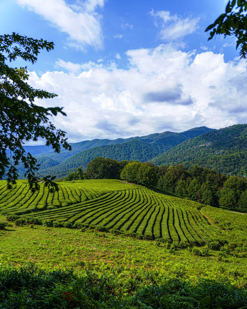 Мацестинские чайные плантации | Matsesta tea plantations