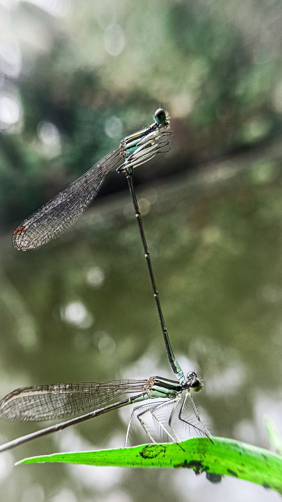 Photograph by Suman Bhunia