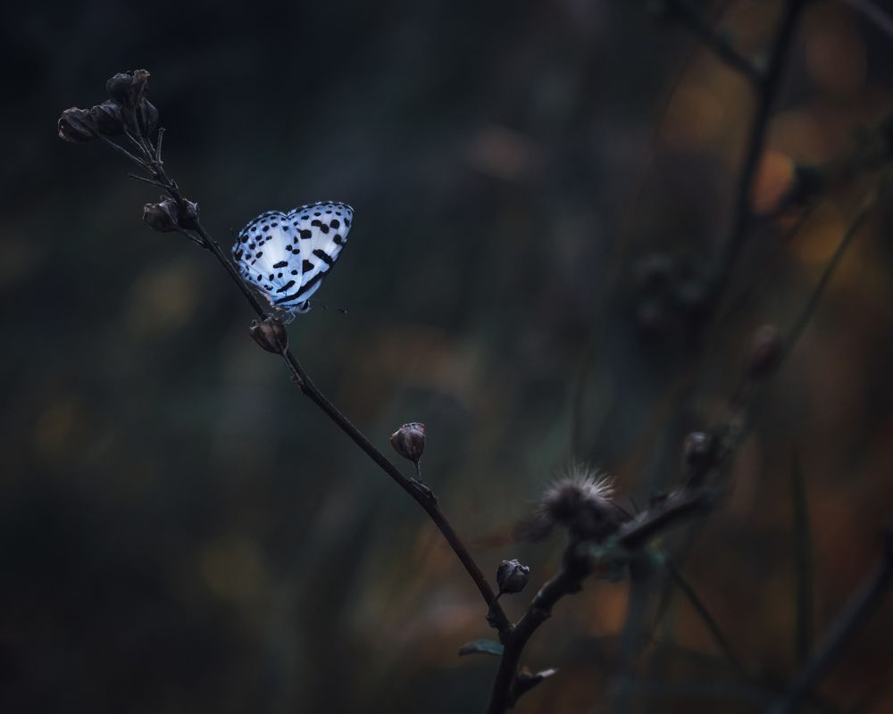 Фотография автора Arpit Dhore