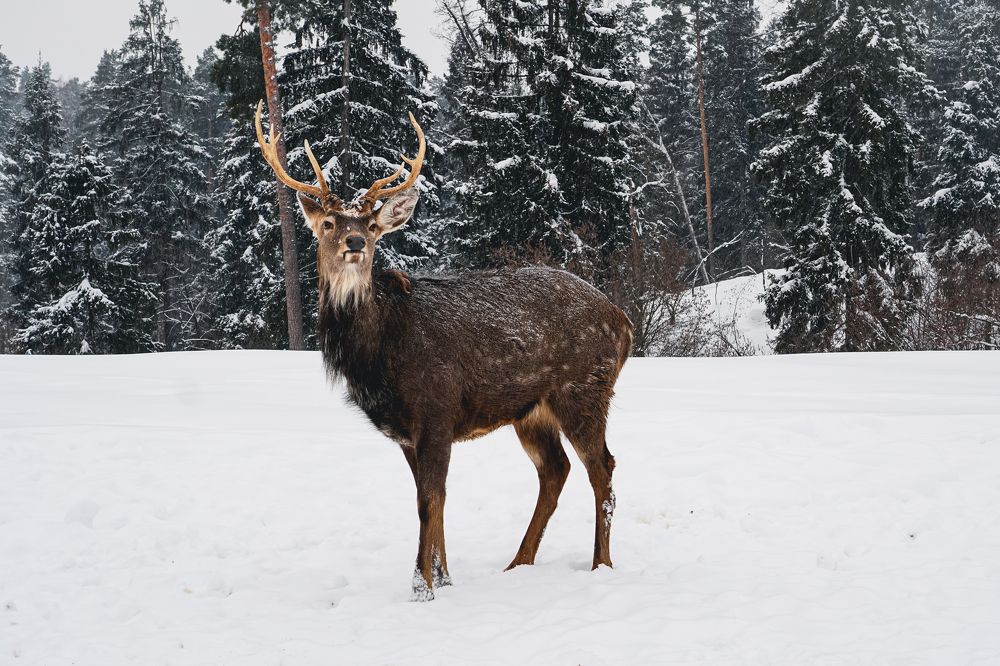 Photograph by Вера Кобченко