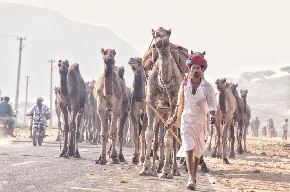Camel Herder