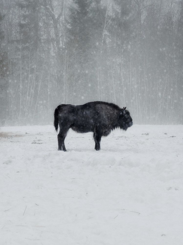 Photograph by Сергей Протасов