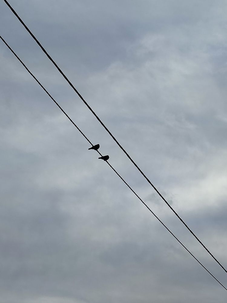 Влюблённая парочка