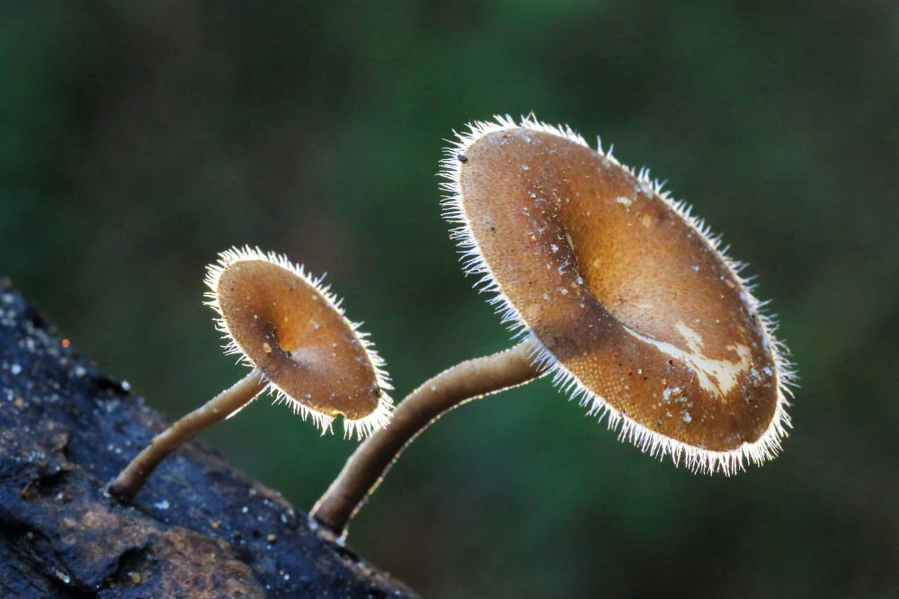 Photograph by Lim Ping seng