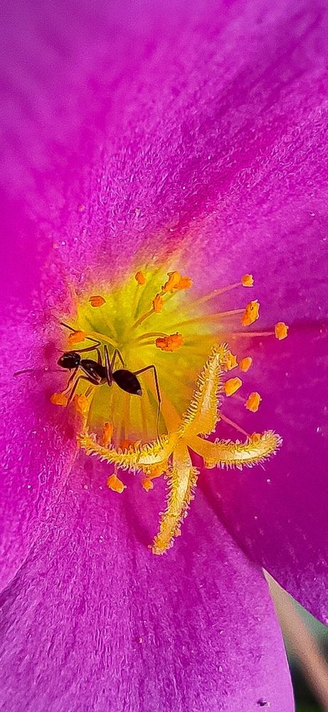 Photograph by Rogério Espost Pacheco