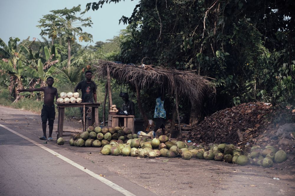 Fresh coconuts for sale