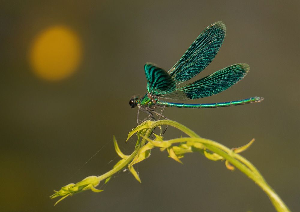 Photograph by Евгения Тимофеева