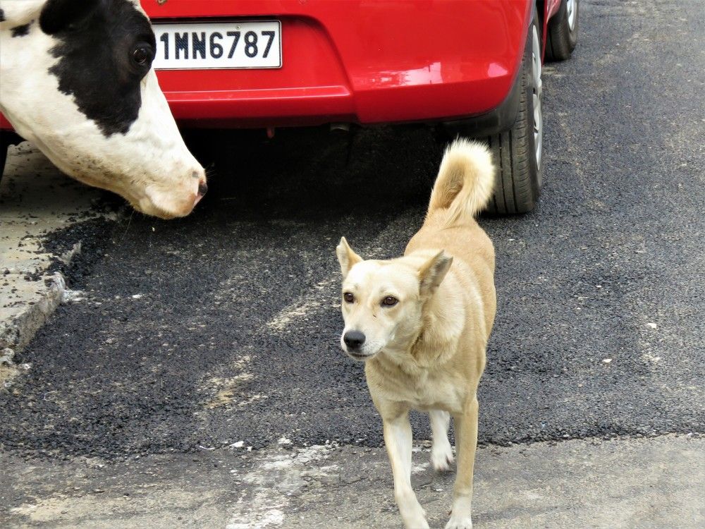 Stray dog interacting peacefully with cow on street