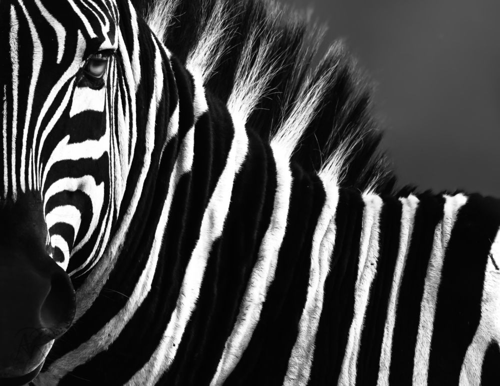 Photograph by Vignesh Ramachandran