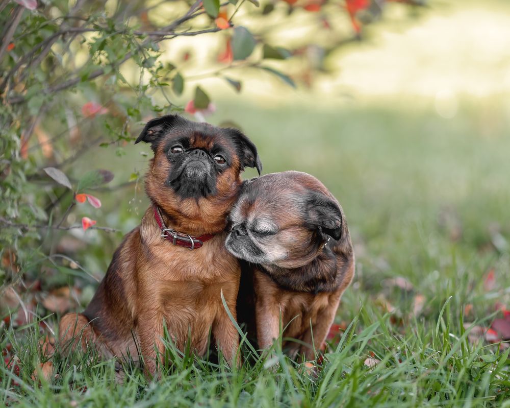 Photograph by Ирина Недикова